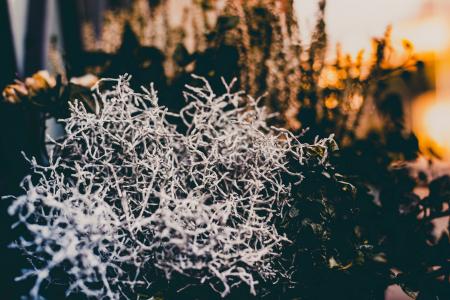 Focused Photography Gray Twig