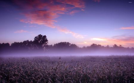 Foggy Field