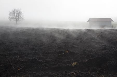 Foggy Field