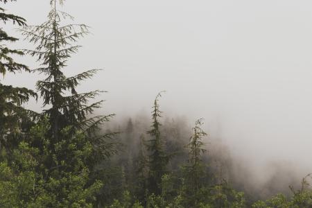 Foggy forest