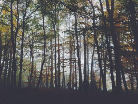 Foggy Forest Trees