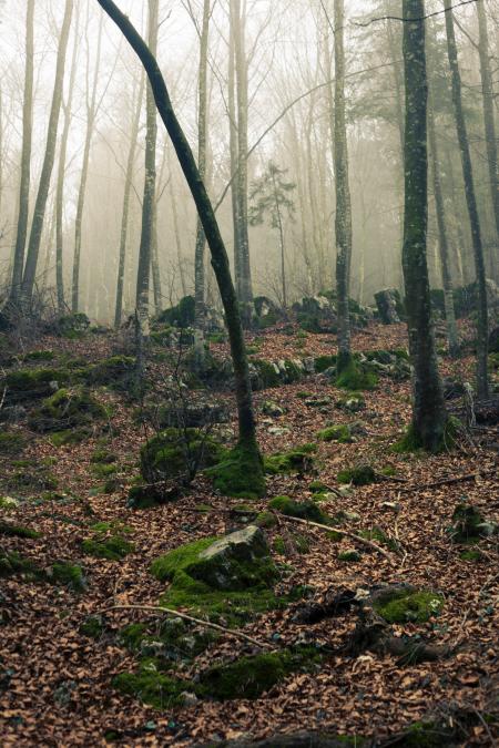 Foggy Forest With Stones Under Sunset