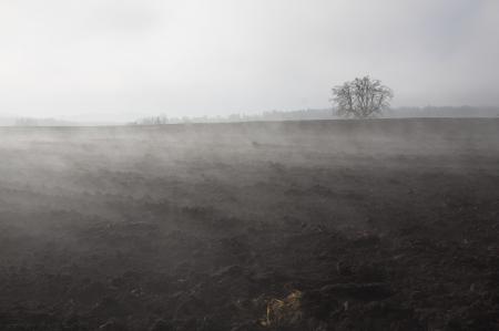 Foggy Winter Morning