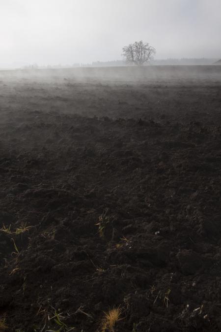 Foggy Winter Morning