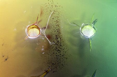 Food Safety Antigen Antibody Test