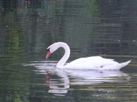 Food seeking swans