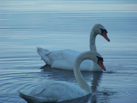 Food seeking swans