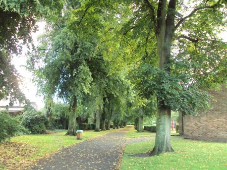 Footpath and trees