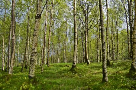 Forest tree