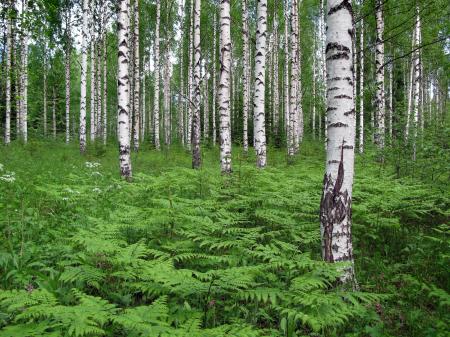 Birch forest