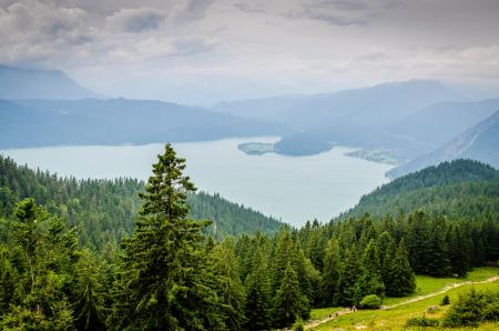 Forest and Body of Water Photograph