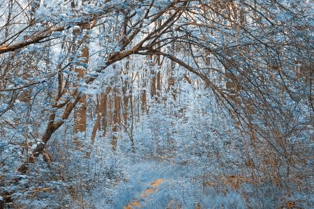 Forest Arch Trail - Winter Blue