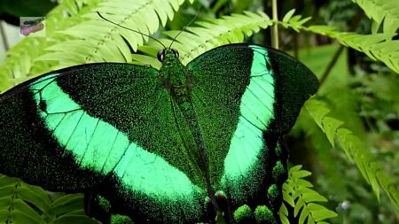 Forest butterfly