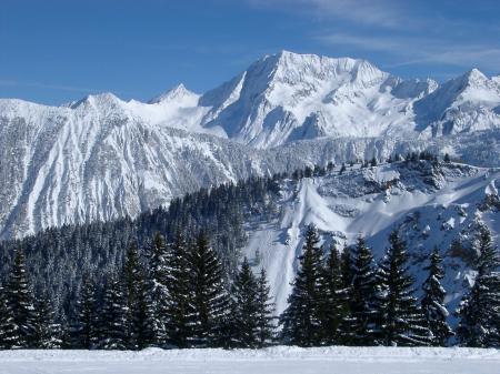 Forest Covered Mountain