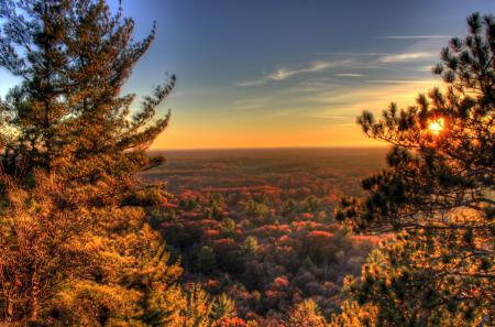 Forest During Sunset