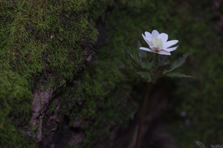 forest flower