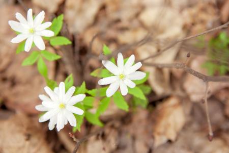 forest flowers