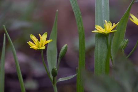 forest flowers