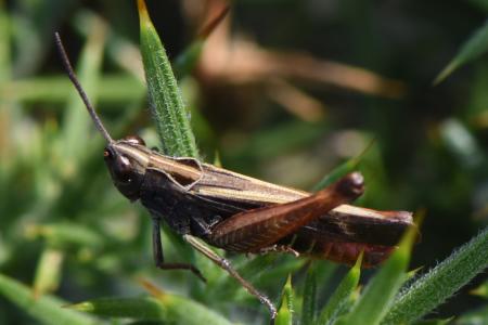 Forest grasshopper