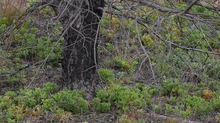 Forest ground