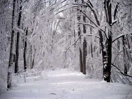 Forest In Winters