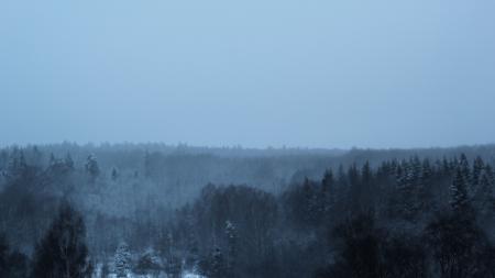 Forest in Winter