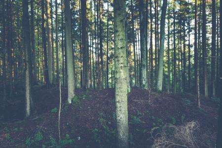 Forest of White Trees