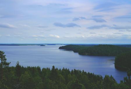 Forest on the Island