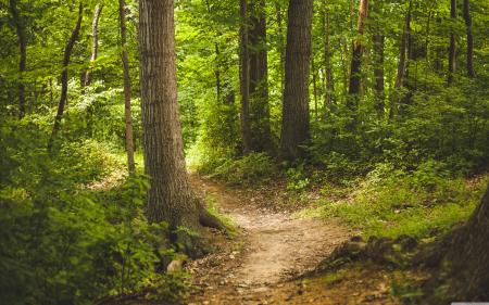 Forest path