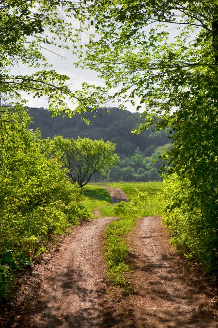 forest path