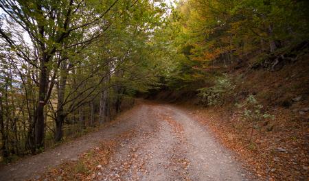 Forest Pathway during Daytime