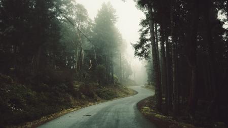 Forest road