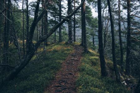 Forest Trail on Mountainside