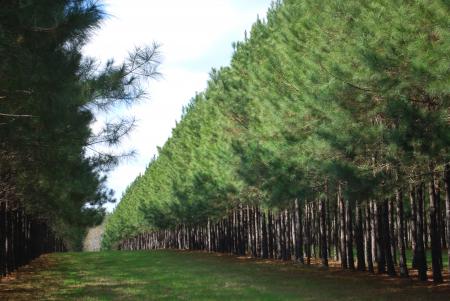 Forest Trees