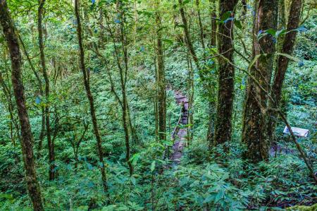 Forest With Green Plants and Trees