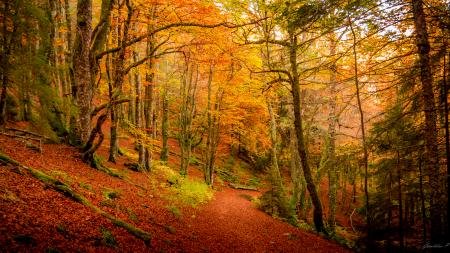 Foret lac pavin