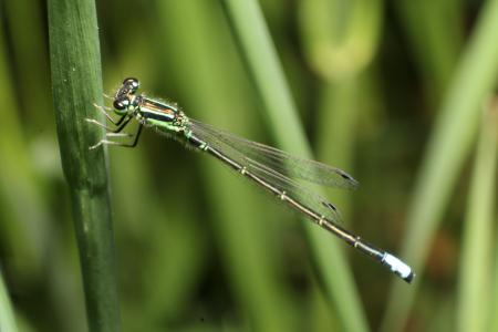 Forktail Damselfly