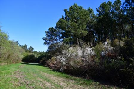 Forêt de Moulière - Bel Air (voir l'itinéraire sur : http://ansozour.free.fr/Enbalade.html)