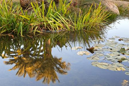 Fountain Foliage Reflection - HDR