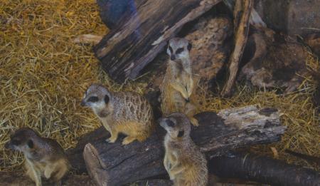 Four Brown-and-black Animals on Brown Chopped Tree Trunk