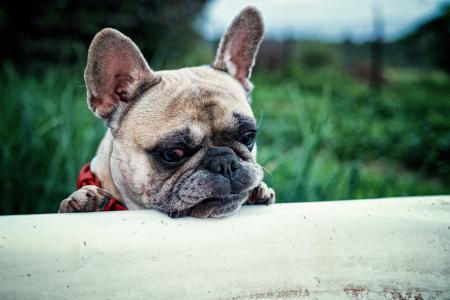 French Bulldog