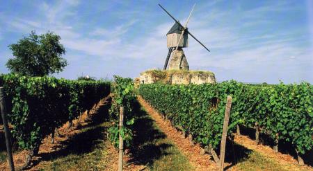 French Vineyard