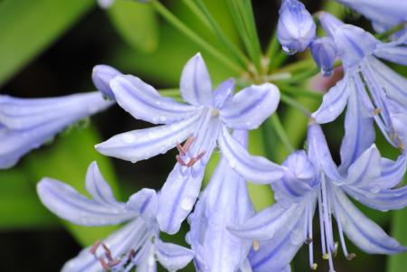 Fresh Agapanthus