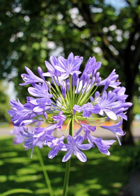 Fresh Agapanthus