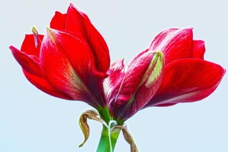 Fresh Amaryllis