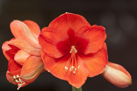 Fresh Amaryllis