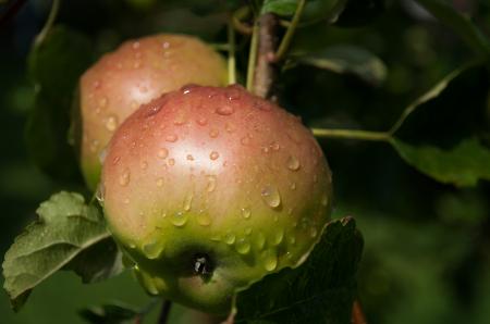 Fresh Apples