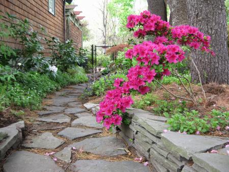 Fresh Azalea