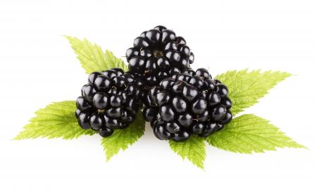 Fresh blackberry isolated on white