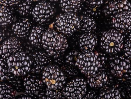 Fresh blackberry